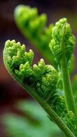 Close-up of vibrant fern fronds in natural setting photo
