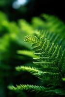Lush green ferns thrive in a shaded forest environment photo