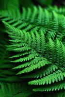 Vibrant display of lush green fern fronds photo