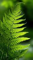 Detailed view of vibrant green fern fronds photo