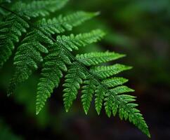 Lush green fern leaves in a tranquil forest setting photo
