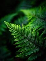 Lush fern fonds in a vibrant natural setting photo