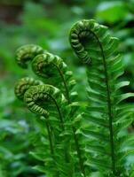 Fresh ferns emerging in a lush green environment photo