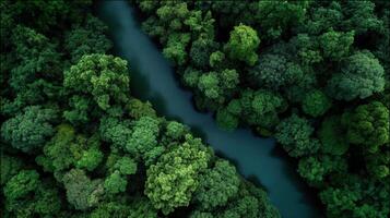 Aerial view of green forest and river - nature stock videos royalty-free footage photo