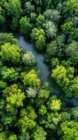 Aerial view of green forest and river in thailand photo