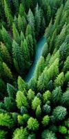 Winding river flows through lush evergreen forest photo