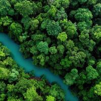 Aerial view of green forest and river in costa rica photo