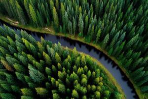 Winding river surrounded by lush forest greenery photo