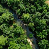 Aerial view of tropical forest and river photo