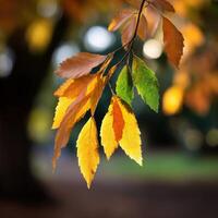 Colorful autumn leaves hanging from a branch outdoors photo