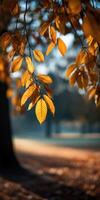 Golden autumn leaves hanging from branches at sunrise photo