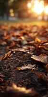 Autumn leaves blanket the forest floor at sunset photo