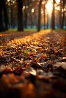 Autumn leaves illuminated by golden sunset light photo