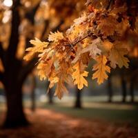 Autumn leaves showcase vibrant golden hues in park photo