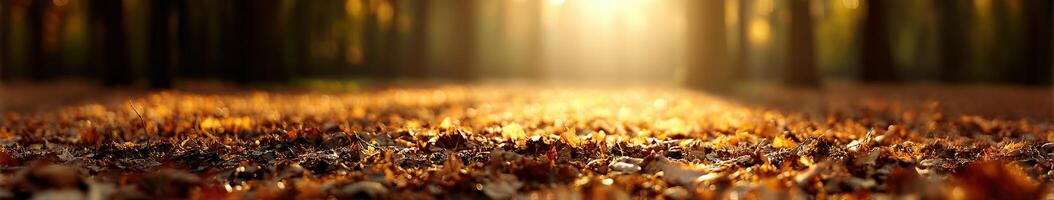 Glimmering autumn leaves on forest floor in sunlight photo
