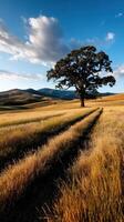 Golden fields with a solitary oak tree under blue sky photo