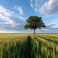 Green wheat field under a blue sky with a tree photo