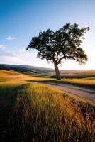 Majestic tree stands alone in a tranquil landscape photo
