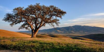 Majestic tree stands alone on rolling hills at sunset photo
