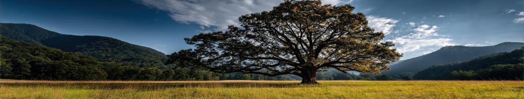Majestic oak tree stands in golden meadow landscape photo