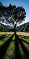 Tall tree casts long shadows in serene landscape photo