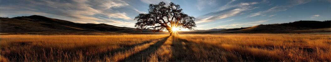 Majestic tree at sunset in open landscape photo