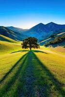 A tree casts a shadow on the grass photo