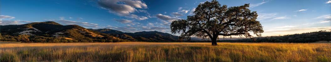 Serene sunset over a wide grassy landscape photo