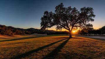 Golden sunset through trees in serene landscape photo