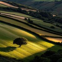 Rolling hills with solitary tree in evening light photo