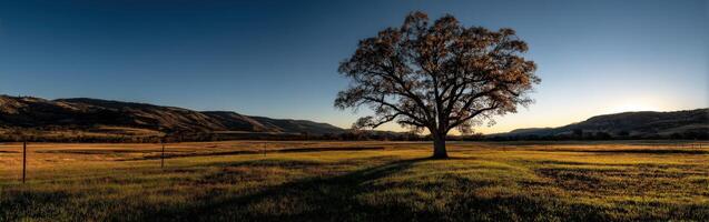 Majestic tree stands alone in expansive meadow at dusk photo