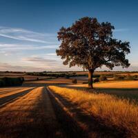 Golden fields under evening sky photo