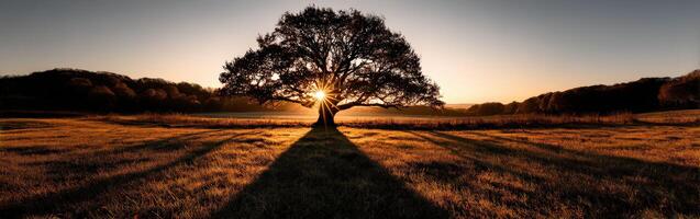 Majestic tree bathed in golden sunset light photo