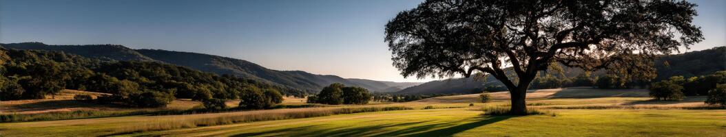 Expansive landscape with lone tree at sunset photo