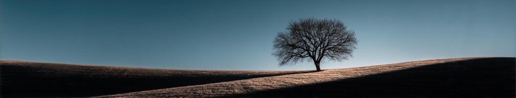 Lonely tree stands on rolling hill at dusk photo