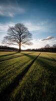 Sunset over a grassy field with a lone tree photo