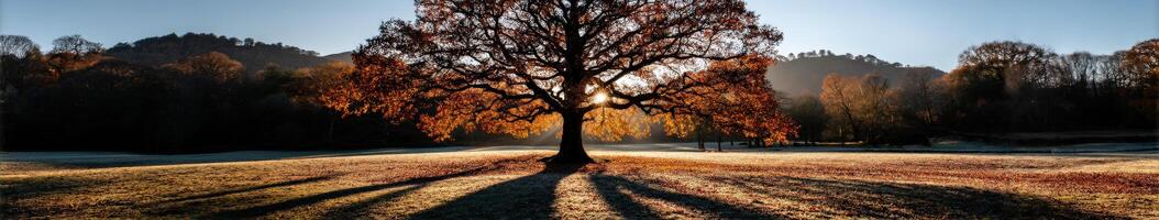 Autumn sunlight illuminating a solitary oak tree photo
