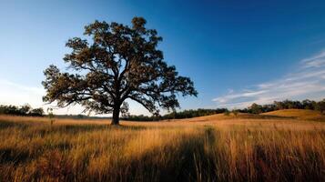Expansive field with solitary oak tree under blue sky photo