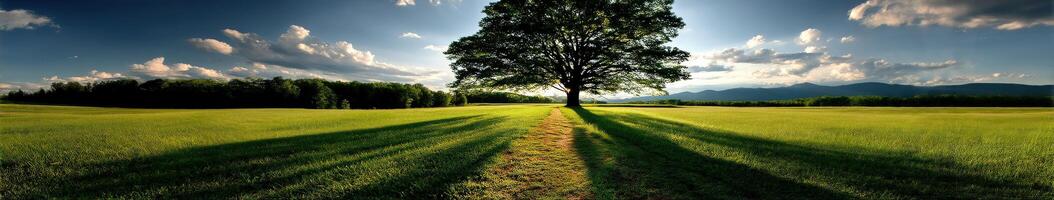 Majestic tree casting long shadows in serene landscape photo