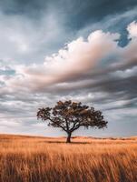 Lone tree standing in golden grass under cloudy sky photo