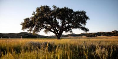 Majestic oak tree in a serene meadow at dusk photo