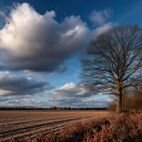 Clouds drift over a peaceful landscape with a tree photo