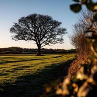 Majestic tree stands alone in tranquil evening light photo