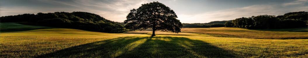 Expansive landscape with a solitary oak tree at sunset photo