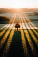Sunrise casts long shadows on calm landscape photo