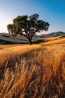 Golden fields with a lone tree under a blue sky photo