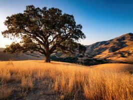 Majestic oak tree under golden sunset in hills photo