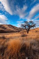 Vast landscape with lone tree under a blue sky photo