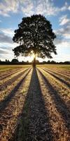Sunset casts shadows from oak tree in peaceful field photo