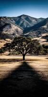 Majestic tree casting a long shadow in hilly landscape photo